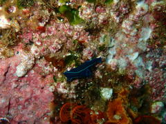 Tambja capensis