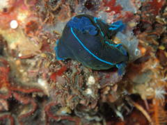 Tambja capensis