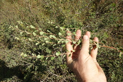 Spiraea aquilegifolia