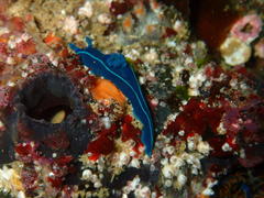 Tambja capensis