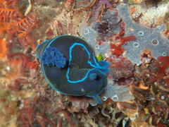Tambja capensis