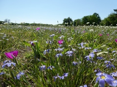 Sisyrinchium pruinosum