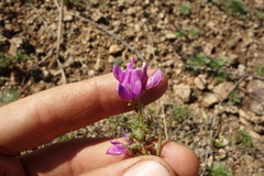 Astragalus davuricus