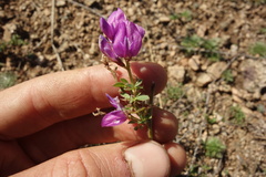 Astragalus davuricus