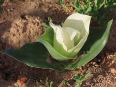 Colchicum ciliolatum