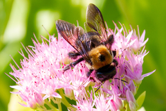 Xylocopa virginica
