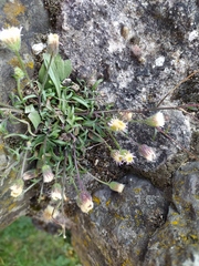 Erigeron acris serotinus