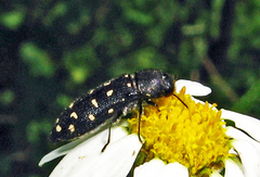 Acmaeodera degener