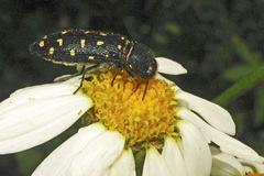 Acmaeodera degener