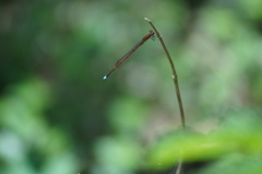 Oxyagrion