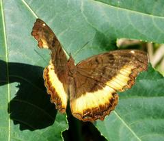 Eurytela dryope angulata