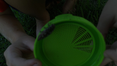 Chalcophora virginiensis