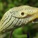 African Banana Slug - Photo (c) Peter Vos, some rights reserved (CC BY-NC)