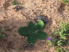 Brunsvigia bosmaniae