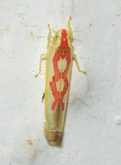 Zygina discolor