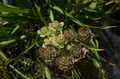Bupleurum angulosum