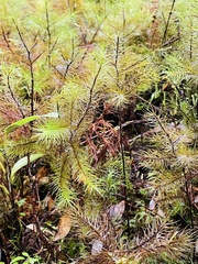 Dendroligotrichum dendroides