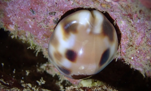 Cypraea tessellata observed 2021-09-16