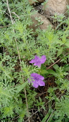 Ruellia lactea