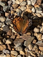 Vanessa virginiensis