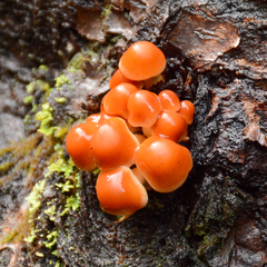 Pyrrhulomyces astragalinus