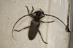 Neoplocaederus granulatus