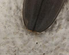 Neoplocaederus granulatus