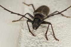 Neoplocaederus granulatus