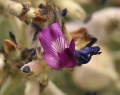Astragalus amphioxys musimonum