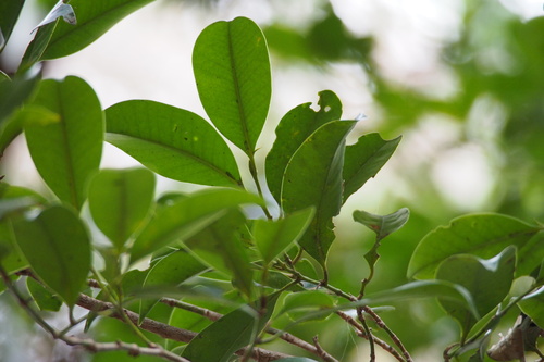 Cleyera japonica