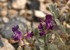 Astragalus amphioxys musimonum