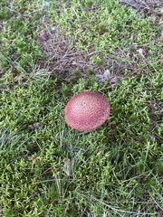 Aureoboletus russellii