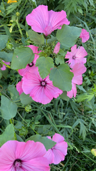 Malva trimestris