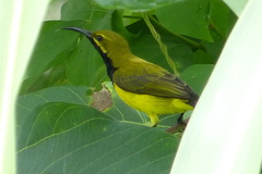 Cinnyris jugularis frenatus