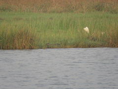 Lutrogale perspicillata