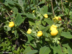 Calceolaria integrifolia