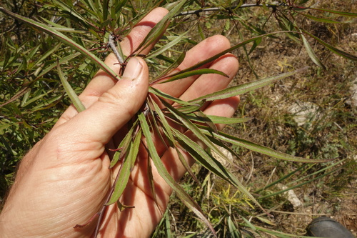 Rhamnus erythroxylum, photograph 3