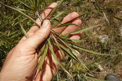 Rhamnus erythroxylum