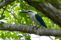 Todiramphus saurophagus