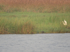 Lutrogale perspicillata