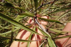 Rhamnus erythroxylum