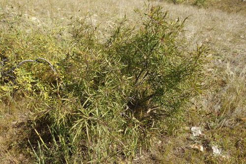 Rhamnus erythroxylum, photograph 5