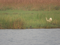 Lutrogale perspicillata