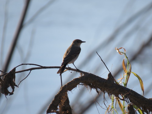 Little Ground Tyrant (Syrtidicola fluviatilis), photo 4