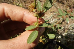 Lespedeza daurica
