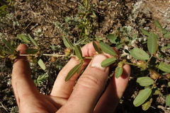 Lespedeza daurica