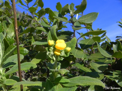 Calceolaria integrifolia