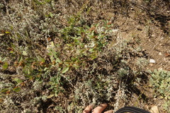Lespedeza daurica