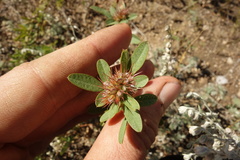 Lespedeza daurica
