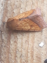 Pyrrhia